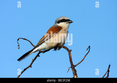 Pie-grièche écorcheur (Lanius collurio), homme on branch Banque D'Images