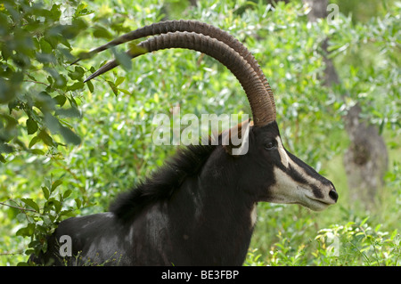 Hippotrague ( Hippotragus niger), Hoedspruit Endangered Species Centre, Kapama, Afrique du Sud Banque D'Images