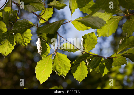 Couper les feuilles de hêtre, Flikbok (Fagus sylvatica f laciniata) Banque D'Images