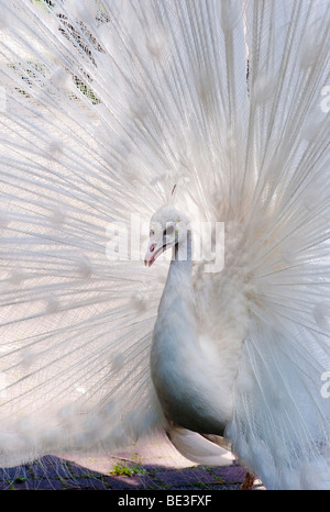 Pavo cristatus Paon blanc (mut. Alba), mutation blanc, parade nuptiale Banque D'Images