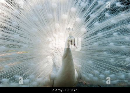 Pavo cristatus Paon blanc (mut. Alba), mutation blanc, parade nuptiale Banque D'Images