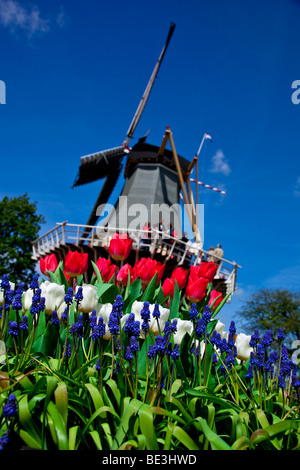 Exposition de printemps du Keukenhof est la plus grande exposition de fleurs en plein air et s'étend de la fin de mars à mai. Banque D'Images