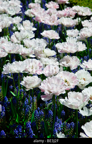 Muscari armeniacum , Keukenhof au printemps, Pays-Bas Banque D'Images