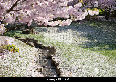 Fleur de cerisier dans le jardin japonais, Gaerten der Welt jardins du monde dans le parc de loisirs Marzahn, Berlin, Allemagne, Banque D'Images