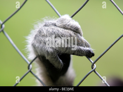 Mains d'un livre blanc remis Gibbon (Hylobates lar) en captivité accroché à une clôture Banque D'Images