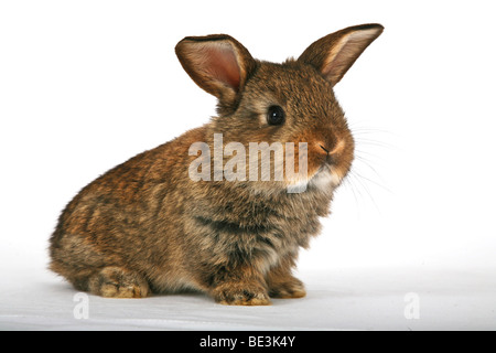 Les Jeunes lapins pet Banque D'Images