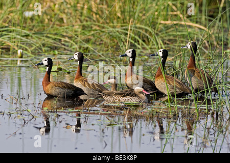 White-faced whistling duck (Dendrocygna viduata), Parc National de Moremi, Okavango Delta, Botswana, Africa Banque D'Images