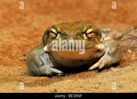 Colorado (Bufo alvarius) Banque D'Images