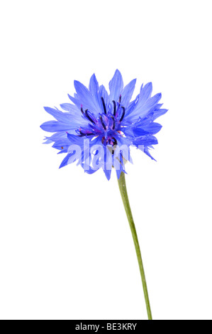 Le bleuet (Centaurea cyanus) Banque D'Images