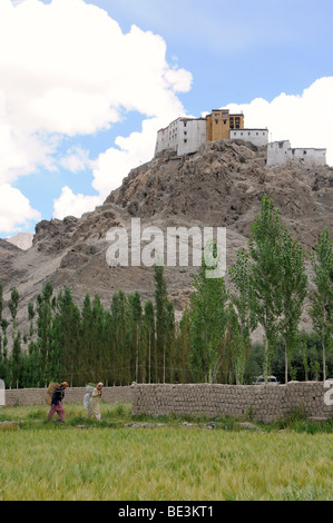 Monastère derrière un champ d'orge et les femmes prenant accueil fourrage, Traktok, Ladakh, le Jammu-et-Cachemire, l'Inde, l'Himalaya, d'Asie Banque D'Images