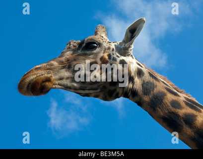 Girafe (Giraffa) camelopardarlis Banque D'Images