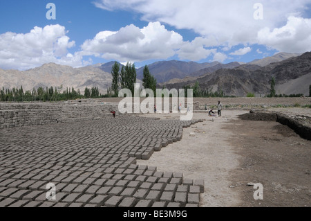 Briqueterie qui fabrique des briques en terre séchée à l'air dans la vallée de l'Indus, Traktok, Ladakh, Inde, Himalaya, Asie Banque D'Images