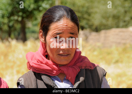 Femme ladakhis, agriculteur, près du monastère Traktok à récolte, Ladakh, Inde, Himalaya, Asie Banque D'Images
