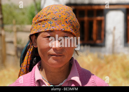 Femme ladakhis, agriculteur, près du monastère Traktok à récolte, Ladakh, Inde, Himalaya, Asie Banque D'Images