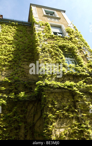 Virginia creeper sur mur de la maison Banque D'Images