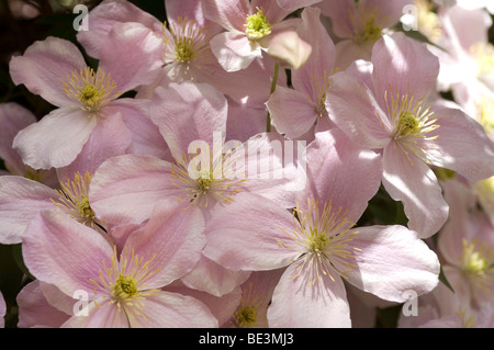 Anémone rose Clematis (Clematis montana Rubens) Banque D'Images