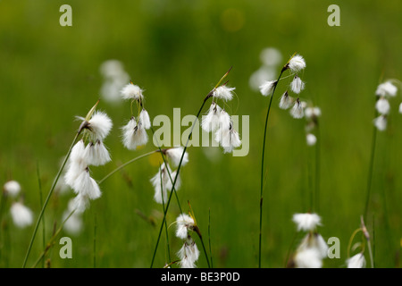 Les linaigrettes (Eriophorum angustifolium) Banque D'Images