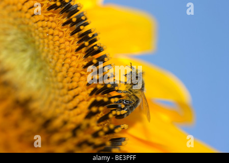 Bee (Apiformes) avec du pollen sur un tournesol Banque D'Images