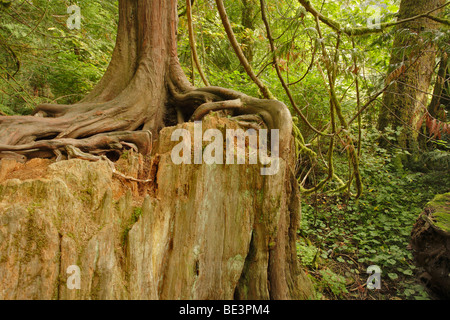 Forêt pluviale tempérée de la côte ouest-parc provincial Goldstream, Victoria, Colombie-Britannique, Canada. Banque D'Images