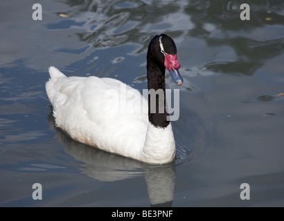 À col noir (cygnus melancoryphus) Swan Banque D'Images