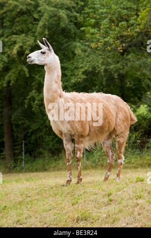 (Lama glama) Llama, Ostheim dans le Hassbergen montagnes, Basse Franconie, Bavière, Allemagne, Europe Banque D'Images