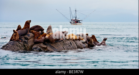 'Steller les lions de mer se rassemblent sur les rochers dans la vue d'un chalutier de pêche." Banque D'Images