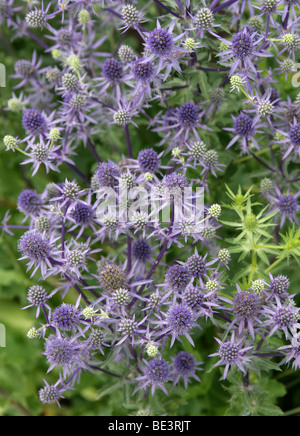 Holly Mer, Eryngium planum 'Blue Glitter', Apiaceae Banque D'Images