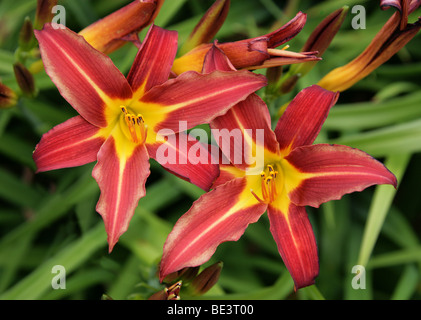 Hémérocalle 'Stafford' (Hemerocallis fulva), Hemerocallidaceae, Caucase, Chine, Japon, Russie Banque D'Images