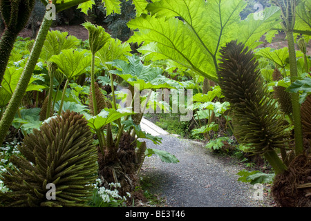 Trebah gardens ; Cornwall ; gunnera Banque D'Images