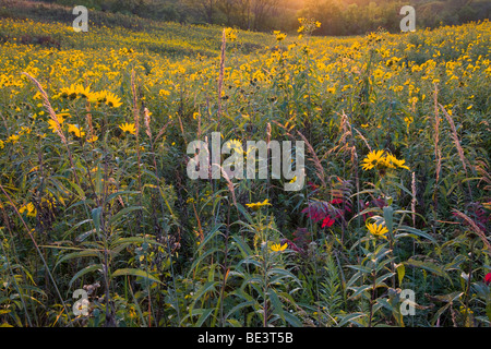 Tournesols en prairie au début de l'automne, Rolling Thunder, préserver l'état des Prairies Warren Comté (Iowa) Banque D'Images