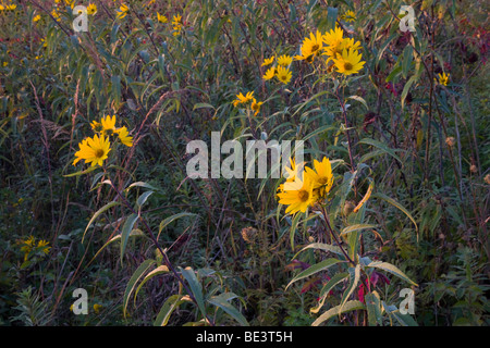 Tournesols en prairie au début de l'automne, Rolling Thunder, préserver l'état des Prairies Warren Comté (Iowa) Banque D'Images