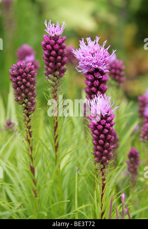 Blazing Star, Liatris, Prairie Gay Feather, Kobold Liatris ou Gayfeather, Liatris spicata Kobold Banque D'Images