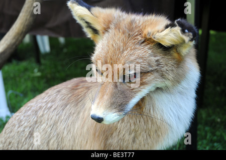 La taxidermie show à Varsovie, Pologne - fox farcies Banque D'Images