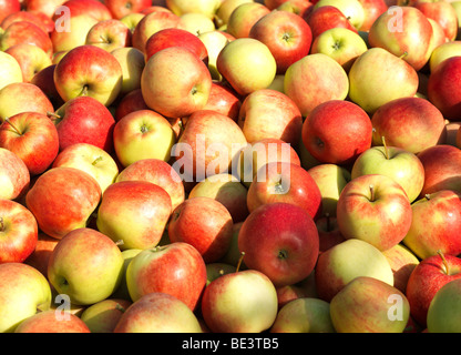 Les pommes en photo pendant la période des récoltes dans la Vieille Terre/Jork, Basse-Saxe, Allemagne 16 septembre 2009. Banque D'Images