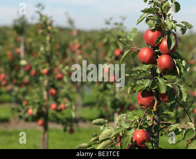 Apple Tree / arbre photographié pendant la période des récoltes dans la Vieille Terre/Jork, Basse-Saxe, Allemagne 16 septembre 2009. Banque D'Images