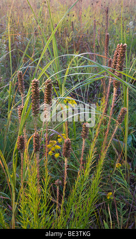 Liatris prairie prairie en au début de l'automne, préserver l'état des prairies Doolittle, Story Comté (Iowa) Banque D'Images