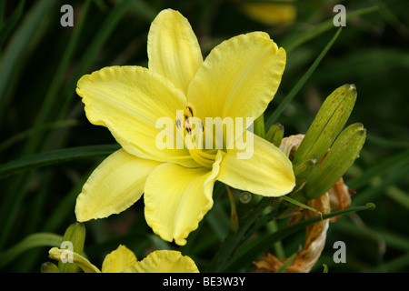 Jour Lily 'Golden Ginko' (Hemerocallis), Hemerocallidaceae. Caucase, Chine, Japon, Russie Banque D'Images