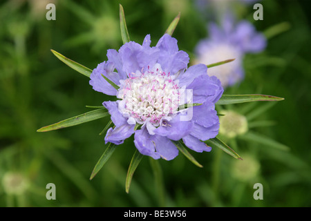 Scabious de race blanche ou caucasienne Pincushion Fleur, Scabiosa caucasica 'Godingensis', - Banque D'Images