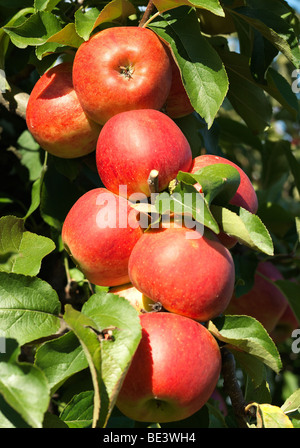 Apple Tree / arbre photographié pendant la période des récoltes dans la Vieille Terre/Jork, Basse-Saxe, Allemagne 16 septembre 2009. Banque D'Images