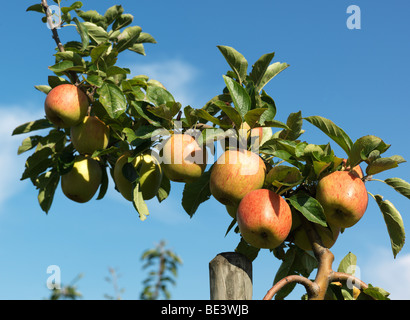 Apple Tree / arbre photographié pendant la période des récoltes dans la Vieille Terre/Jork, Basse-Saxe, Allemagne 16 septembre 2009. Banque D'Images