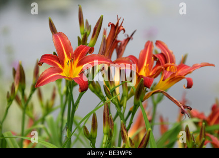 Hémérocalle 'Stafford' (Hemerocallis fulva), Hemerocallidaceae, Caucase, Chine, Japon, Russie Banque D'Images