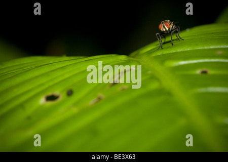 Mouche à viande (Sarcophagidés) sur une feuille. Photographié au Costa Rica. Banque D'Images