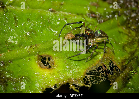 Une araignée sauteuse tropical, de la famille des Salticidae. Photographié au Costa Rica. Banque D'Images