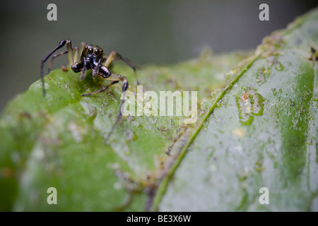 Une araignée sauteuse tropical, de la famille des Salticidae. Photographié au Costa Rica. Banque D'Images