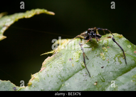 Une araignée sauteuse tropical, de la famille des Salticidae, à très grandes chélicères. Photographié au Costa Rica. Banque D'Images