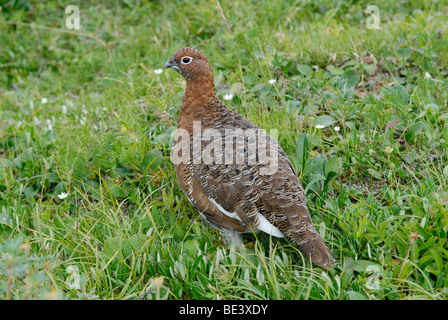 Lagopède des saules (Lagopus lagopus), tétras, mâle en plumage nuptial en été, dans la toundra, Denali National Park, Alaska Banque D'Images