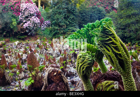 Trebah garden ; Cornwall ; au printemps gunnera emerging Banque D'Images