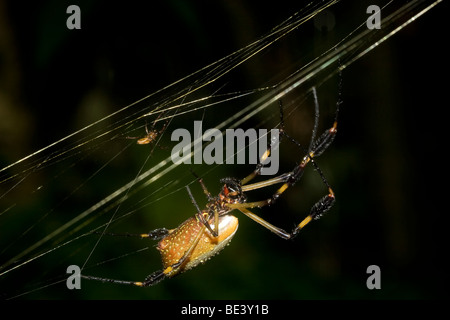 Une grande femelle golden orb-araignée tissant, Nephilidae, avec un tout petit homme derrière elle. Photographié au Costa Rica. Banque D'Images