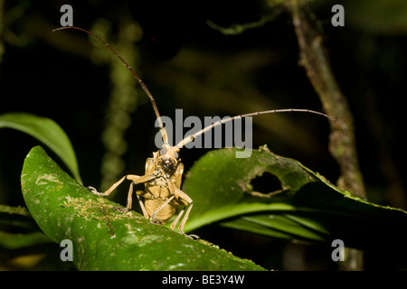 Un coléoptère bois cornu, Cerambycidae, dans la forêt de montagne du Costa Rica. Banque D'Images