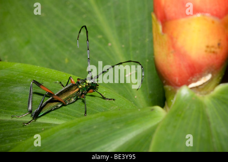 Un coléoptère bois cornu, Cerambycidae, dans la forêt de montagne du Costa Rica. Banque D'Images